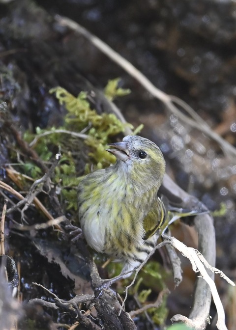 マヒワメ♀6494