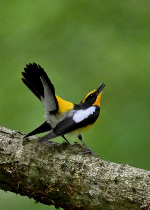 キビタキ成鳥♂5839