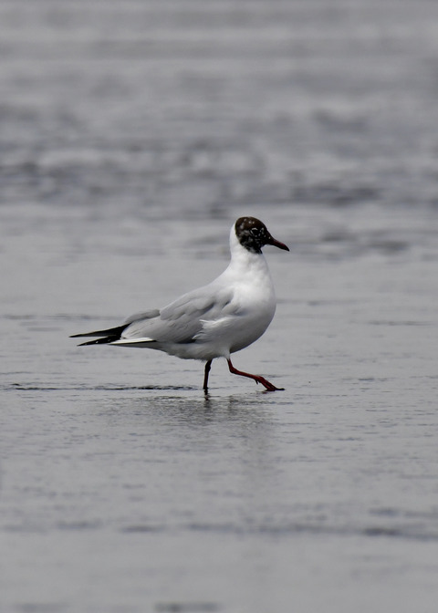 冬⇒夏ユリカモメ8028