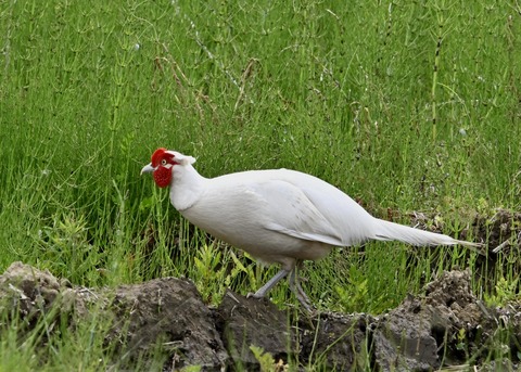 キジ♂白化1528