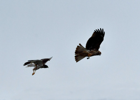 ズグロチュウヒ3129