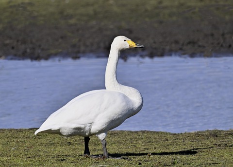 オオハクチョウ3174