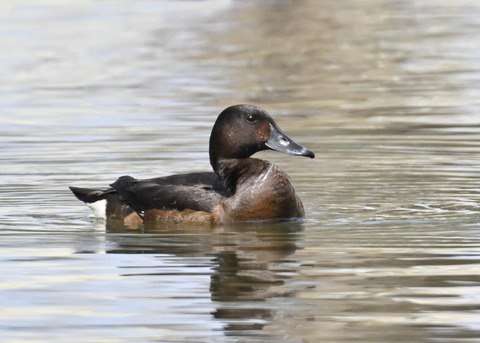 アカハジロ♀3488