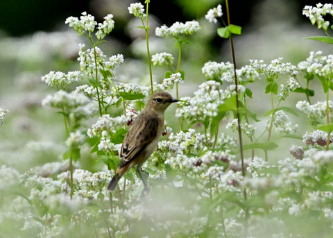 ノビタキ♀7009
