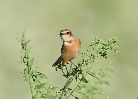 ノビタキ♀5047