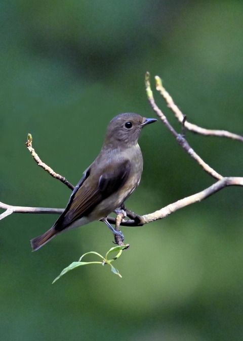 オオルリ♀7367