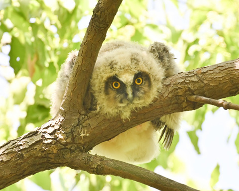 トラフズクの雛①1800
