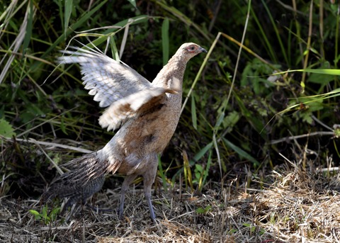 キジの親子4910-01○