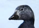 8239