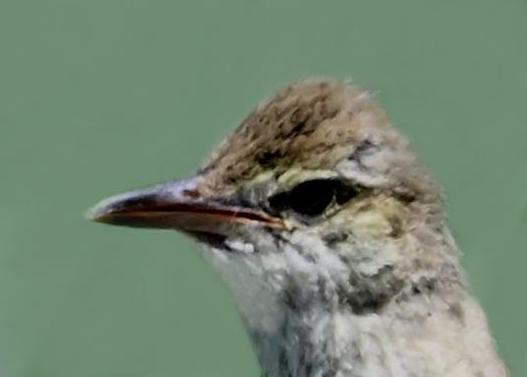 オオヨシキリ幼鳥8001