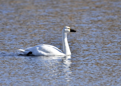 アメリカコハクチョウ①0288
