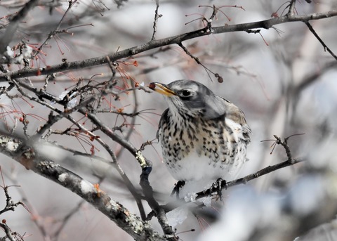 ノハラツグミ3562