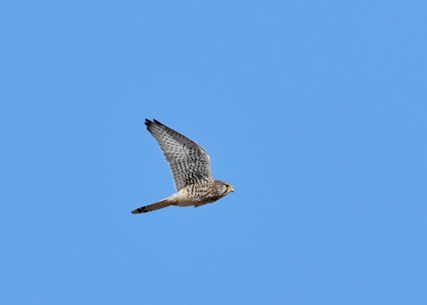 チョウゲンボウ♂2252