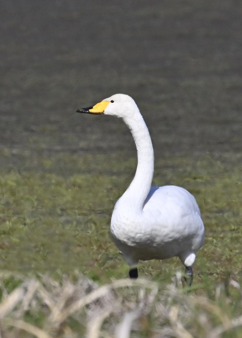 オオハクチョウ8264