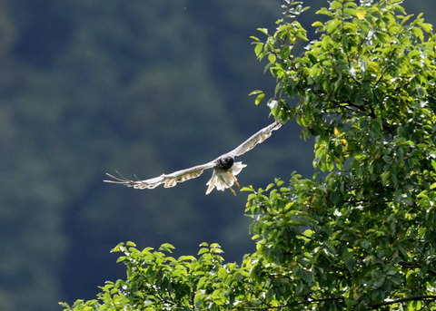 ズグロチュウヒ3484