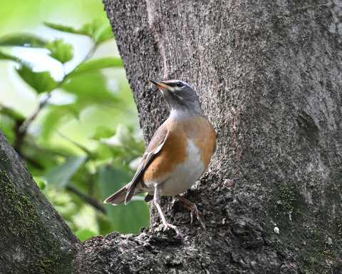 マミチャジナイ9877