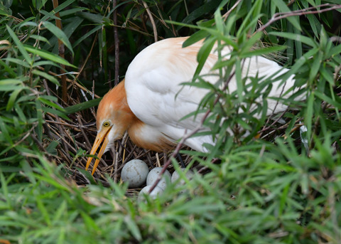 アマサギ6826