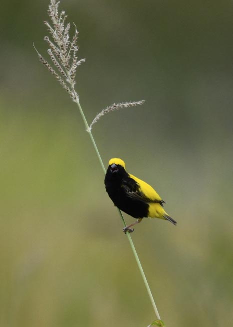 オウゴンチョウ♂2183