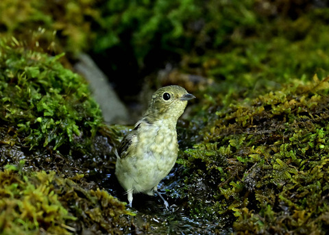 キビタキ♀1579