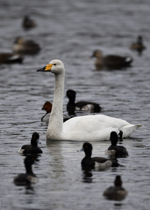 オオハクチョウ7600