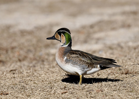 トモエガモ♂1402◎
