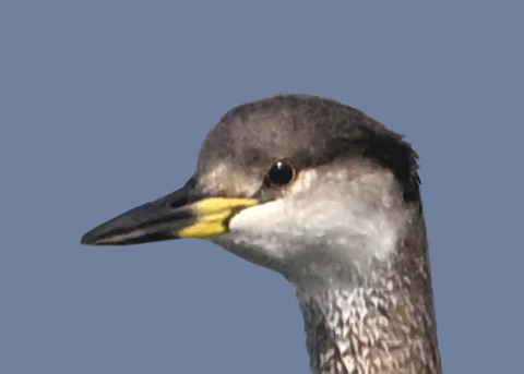 アカエリカイツブリ3000