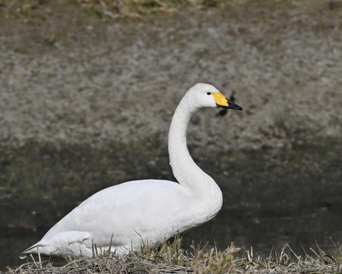 オオハクチョウ3272-1