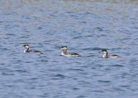 アカエリカイツブリ8119