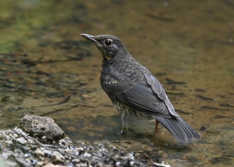 クロツグミ♂幼鳥0418