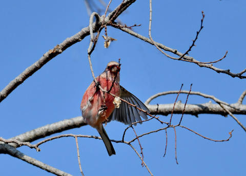 ベニマシコ♂2799