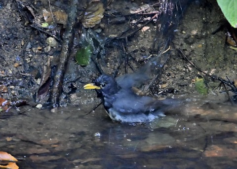 クロツグミ♂1168