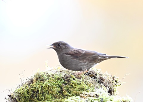 カヤククセリ6544