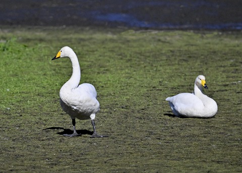 オオハクチョウ2778