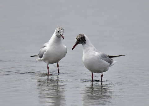 冬⇒夏ユリカモメ8013