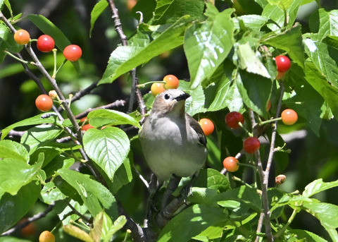 コムクドリ♀2226