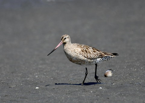 オオソリハシシギ2049