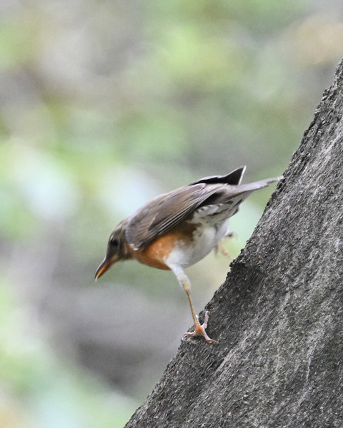 マミチャジナイ1395