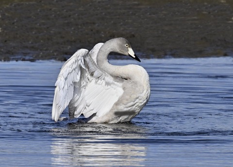 オオハクチョウ幼鳥3782