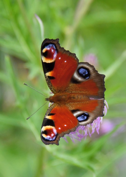 クジャクチョウ5542