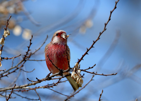 ベニマシコ♂1660