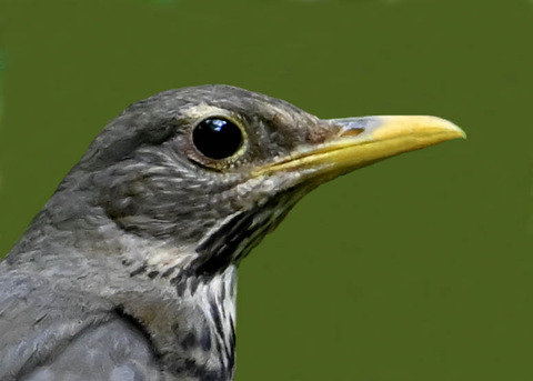 クロツグミ♀0002