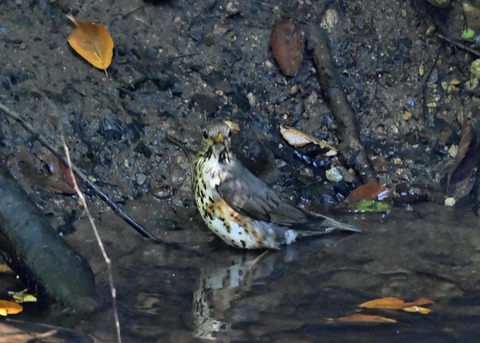 クロツグミ♀1510