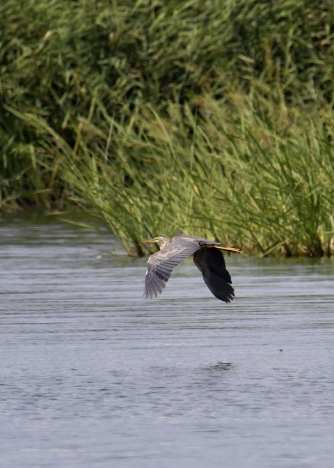 ムラサキサギ6648