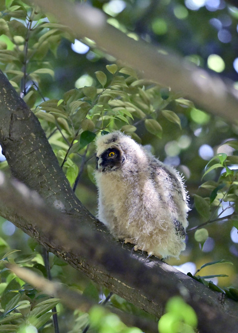 トラフズクのヒナ7491