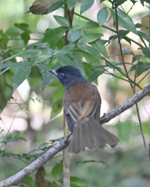 さんこうちょう8010