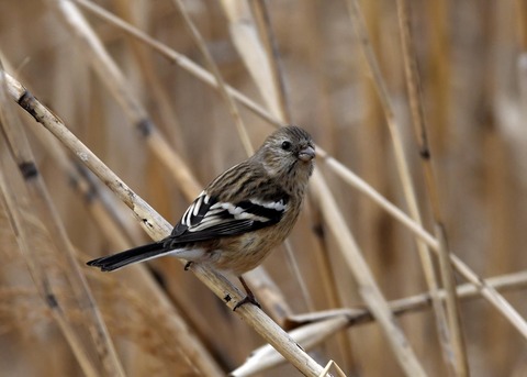 ベニマシコ♀0289