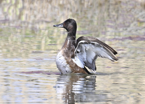 アカハジロ♀4057