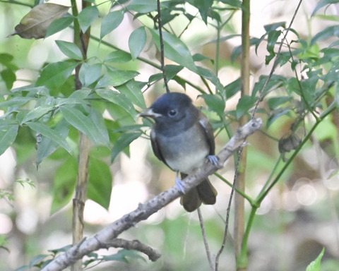 さんこうちょう7860