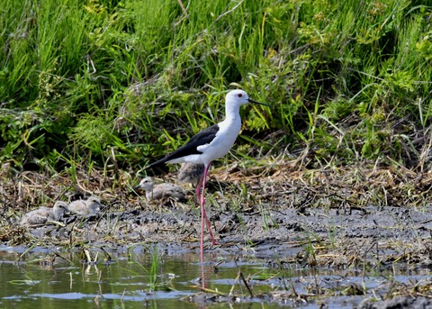 セイタカシギのヒナ①②③④5471