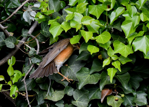 マミチャジナイ1S♀0302